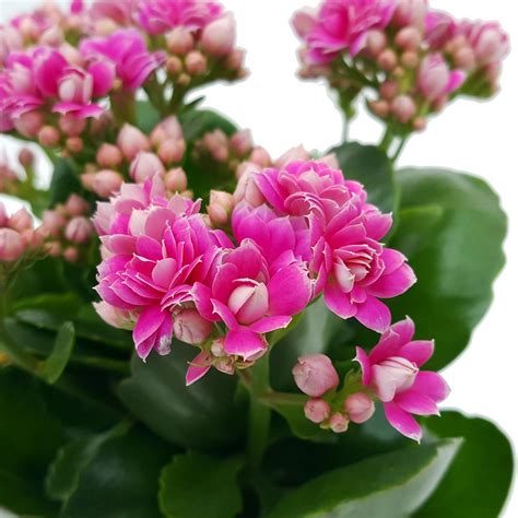 is kalanchoe a perennial.